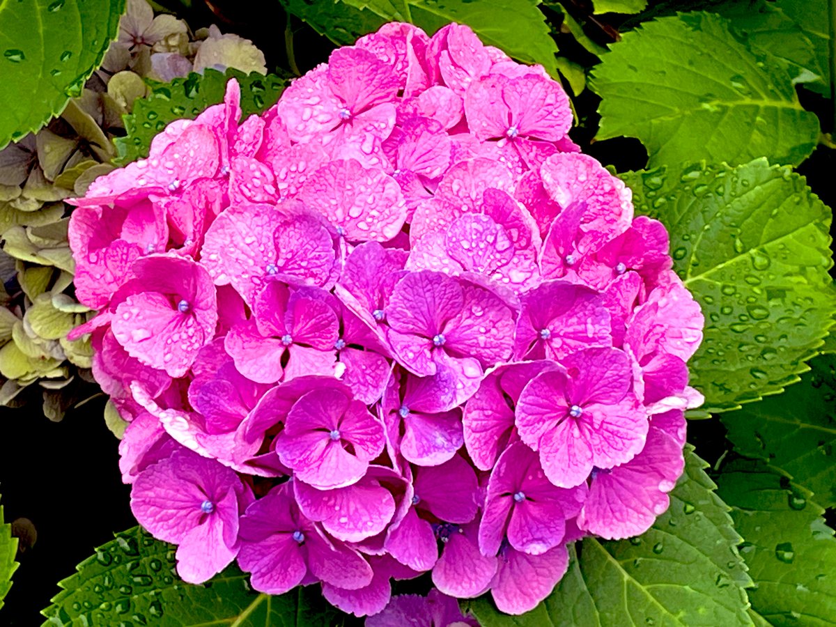 🐈
.

秋めく空に浮浪雲
病のあなたへ
捧げるものは
春に咲いた紫陽花の
一途な愛と真心を

.
#自由律短歌
#心の絵筆　　　　　　　　游