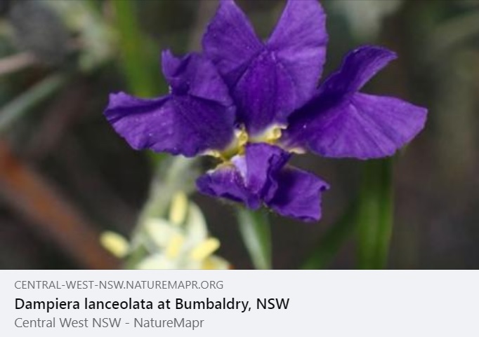 NatureMapr (@naturemapr) on Twitter photo Our featured sighting of the day comes from
AnneG1 and is the stunning ๐๐ฎ๐ป๐ฐ๐ฒ-๐น๐ฒ๐ฎ๐ณ ๐๐ฎ๐บ๐ฝ๐ถ๐ฒ๐ฟ๐ฎ or ๐๐ข๐ฎ๐ฑ๐ช๐ฆ๐ณ๐ข ๐ญ๐ข๐ฏ๐ค๐ฆ๐ฐ๐ญ๐ข๐ต๐ข: central-west-nsw.naturemapr.org/sightings/4590โฆ
#NatureMapr #citizenscience #biodiversity Our featured sighting of the day comes from
AnneG1 and is the stunning ๐๐ฎ๐ป๐ฐ๐ฒ-๐น๐ฒ๐ฎ๐ณ ๐๐ฎ๐บ๐ฝ๐ถ๐ฒ๐ฟ๐ฎ or ๐๐ข๐ฎ๐ฑ๐ช๐ฆ๐ณ๐ข ๐ญ๐ข๐ฏ๐ค๐ฆ๐ฐ๐ญ๐ข๐ต๐ข: central-west-nsw.naturemapr.org/sightings/4590โฆ
#NatureMapr #citizenscience #biodiversity