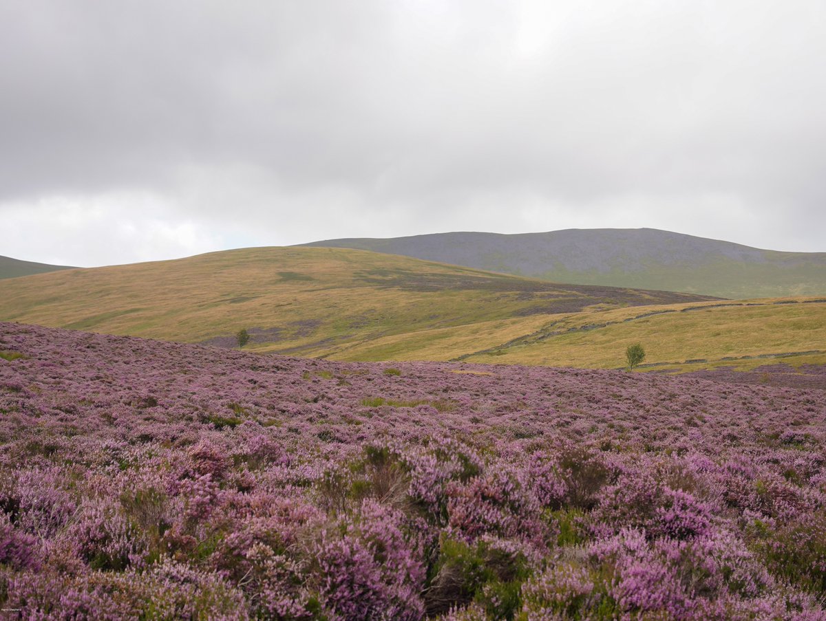 WildlifeTrusts's tweet photo. 🚨Thanks to our partnership with @avivaplc £5 million has been secured to help restore 620 acres of lost British rainforest in Cumbria. 🎉

This is an internationally important site for nature, ensuring geology will be protected forever.
💚

#Skiddaw
(1/2) https://t.co/F1f0wva6xd