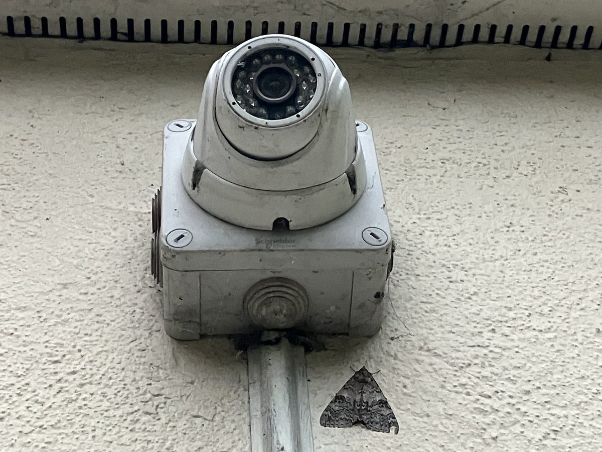 A camera shy Red Underwing sheltering from the rain  💚🦋 #VC64 #Otley <a href="/BradfordNature/">Bradford Nature</a>