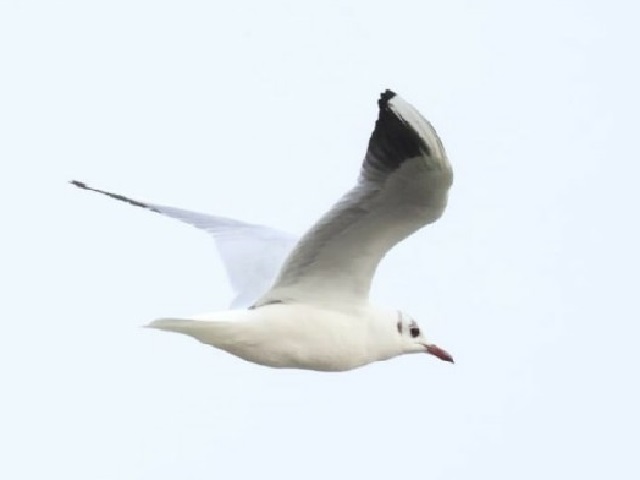 bloglezer's tweet photo. Vogels achterna
in een winterse hemel
vrijheid tegemoet
Vervolg: https://t.co/O8kMISHwFk #haiku #poem #poetry #nature #NatureBeauty #NaturePhotography #bewustleven #inspiration #HSP #trekvogels #vogeltrek #BirdsSeenIn2024 #bird_migration #seagull #meeuw #kokmeeuw #birdphotography https://t.co/8xi446kAnj