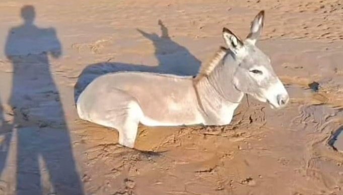 Blooder_Banna's tweet photo. Breking News :- कल सुबह  #पाली में एक #गधा फंस गया है ।
शेर कॉम पीछे लगी तो दौड़ के घुस गया । 
खबर आ रही है #गधे ही अब निकालेंगे इस मुश्किल घड़ी से ....??
तब तक जुड़े रहिए आप @Blooder_Banna
के साथ ...!! https://t.co/1VfEJtCicP