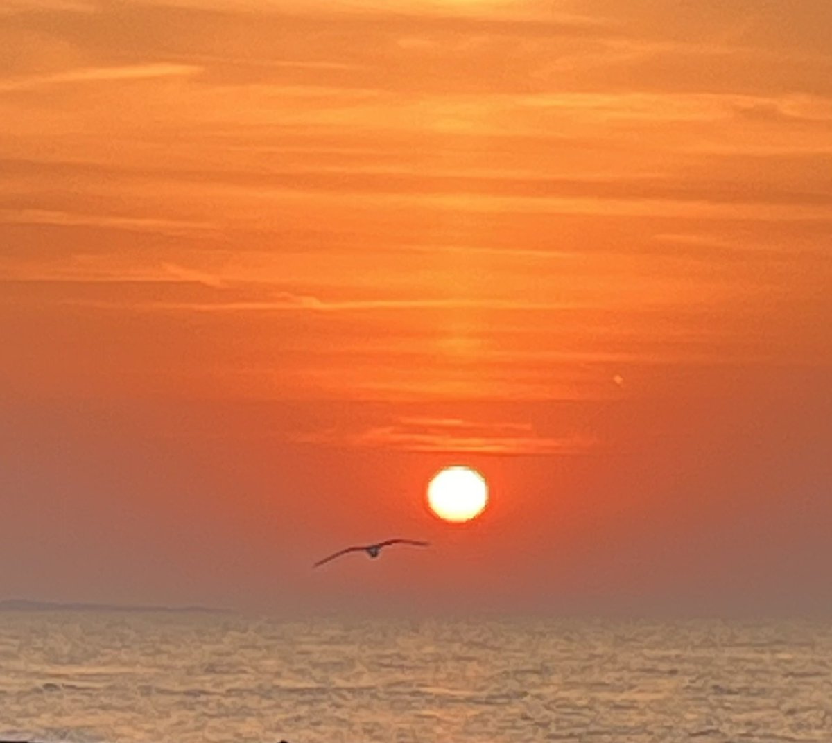 To jest moje najlepsze zdjęcie zachodu w Stegnie jakie udało mi się wczoraj tutaj zrobić. Przy odrobinie szczęścia i cierpliwości. Zdjęcie jest live, na którym widać cały lot mewy, ale nie wiem czy ta funkcja jest dostępna na X🤷‍♂️😊