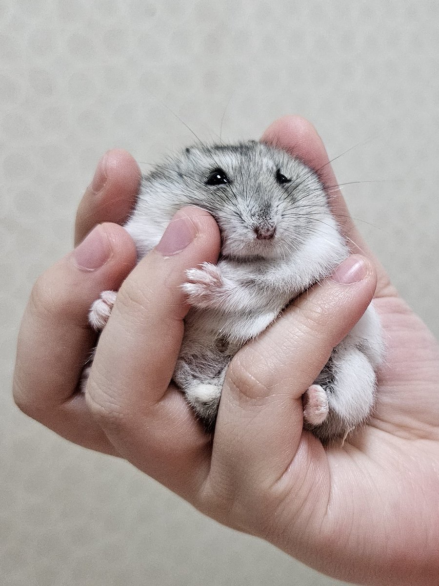 melony_w_t's tweet photo. 아기 메론 너무 귀엽네 https://t.co/jKkNSMsdpc