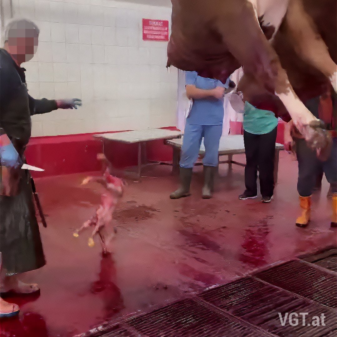 UNFASSBAR ‼️ Brutale Tötung schwangerer Kalbinnen an türkischer Grenze! 😔🐮 Uns wurden Aufnahmen aus einem Schlachthof an der türkischen Grenze zugespielt. Erschöpfte Rinder, die nicht mehr selbst gehen können oder wollen, werden gewaltsam an den Vorderbeinen aus dem Transporter