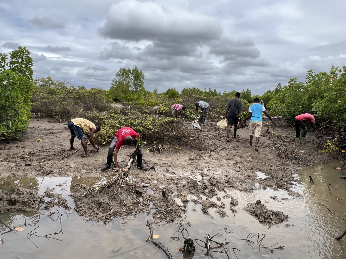 Urithi Wetu (@urithiwetutz) on Twitter photo Together with <a href="/TFSAgency/">Tanzania Forest Services Agency</a> & #localcommunity in #Kijitokamba fishing village, we’re planting #mangrovetrees around #WindeComplex. It’s part of mitigating #climatechangeimpacts by #Culturalprotectionfund. @udsmofficial
<a href="/BritishArts/">British Council Arts</a> <a href="/DCMS/">Department for Culture, Media and Sport</a> <a href="/dickybates2/">Richard Bates</a> Together with <a href="/TFSAgency/">Tanzania Forest Services Agency</a> & #localcommunity in #Kijitokamba fishing village, we’re planting #mangrovetrees around #WindeComplex. It’s part of mitigating #climatechangeimpacts by #Culturalprotectionfund. @udsmofficial
<a href="/BritishArts/">British Council Arts</a> <a href="/DCMS/">Department for Culture, Media and Sport</a> <a href="/dickybates2/">Richard Bates</a>