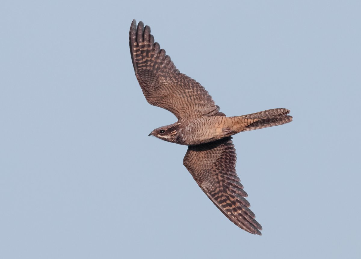Nightjar flypast <a href="/FI_Obs/">Fair Isle Bird Observatory</a> yesterday evening.

A record-breaking year of occurrence for this species here, with this being the fourth individual of the year