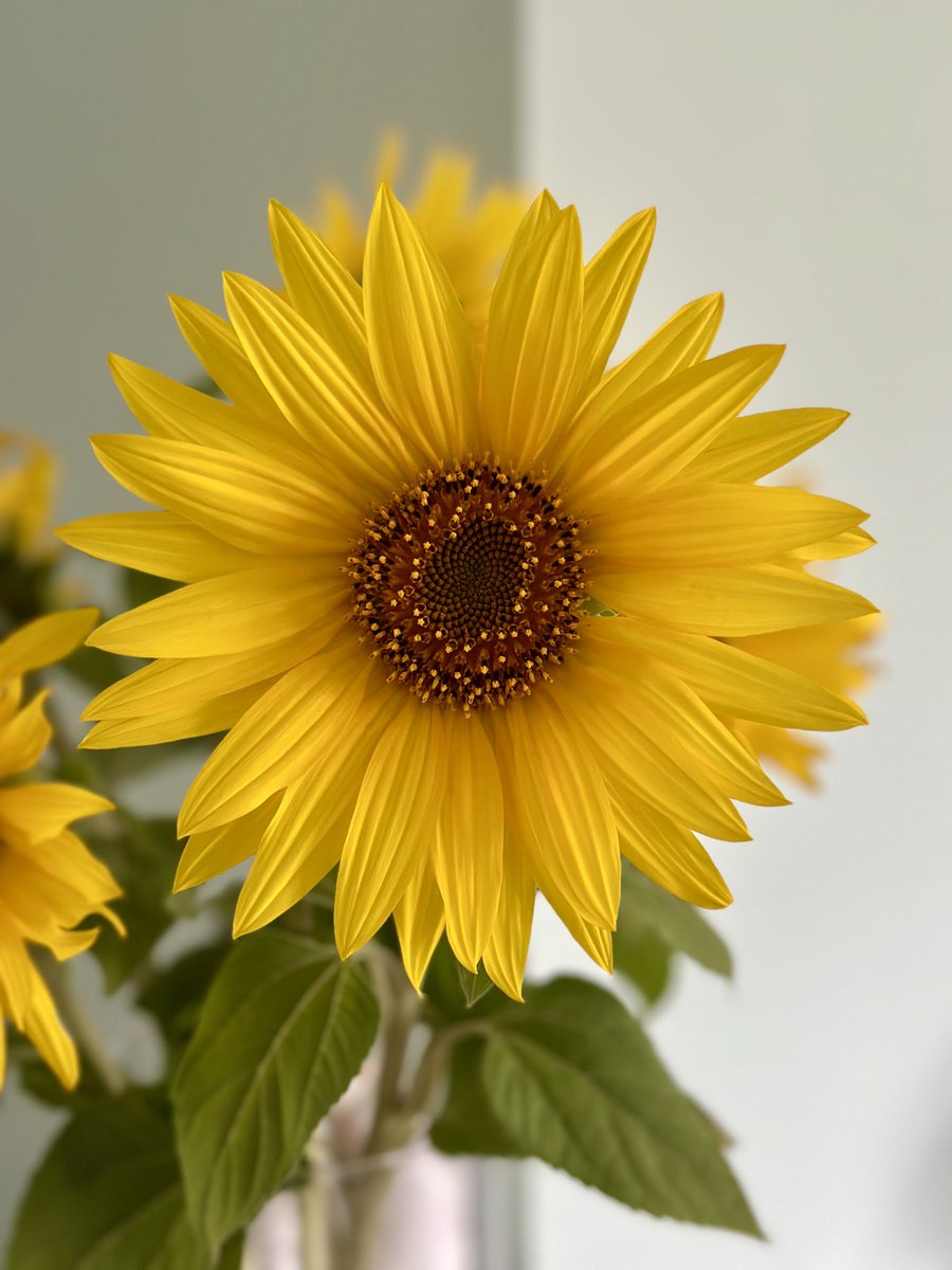 Create your own sunshine ☀️