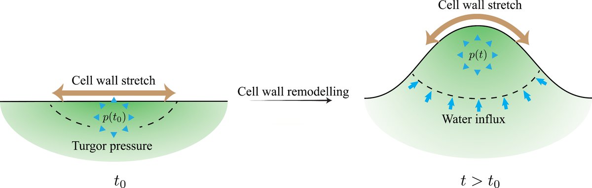 Hadrien Oliveri (@hadrienoliveri) on Twitter photo 🌟 New preprint w I. Cheddadi! We tackle a key challenge: building a field theory of plant morphogenesis, based on fundamental balance laws and capturing cell wall remodelling and water dynamics in tissues🌿💧<a href="/mpipz_cologne/">MPIPZ Cologne</a> <a href="/mpicbg/">MPI-CBG Dresden</a> <a href="/csbdresden/">Center for Systems Biology Dresden</a>
Read more arxiv.org/abs/2409.02775 🌟 New preprint w I. Cheddadi! We tackle a key challenge: building a field theory of plant morphogenesis, based on fundamental balance laws and capturing cell wall remodelling and water dynamics in tissues🌿💧<a href="/mpipz_cologne/">MPIPZ Cologne</a> <a href="/mpicbg/">MPI-CBG Dresden</a> <a href="/csbdresden/">Center for Systems Biology Dresden</a>
Read more arxiv.org/abs/2409.02775