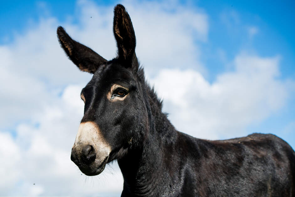 Not quite Black Beauty, but she is still very cute!💚

📍Doolin, County Clare
📸Jenny Martin

#FillYourHeartWithIreland