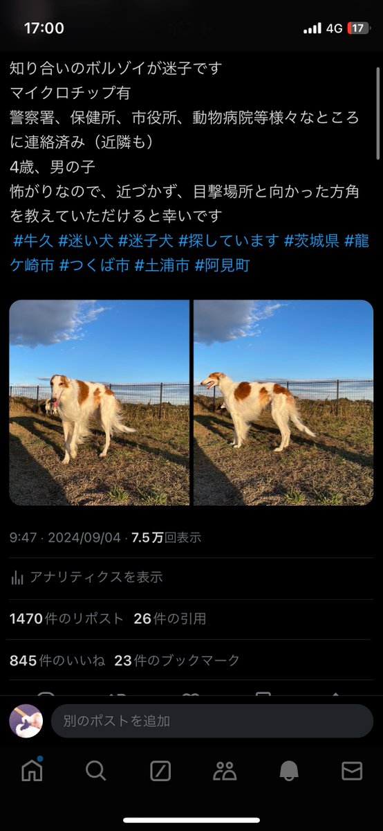 「ボルゾイ」に見つめられる毎日 あかはる⑅◡̈*ボルゾイ (@akane_cha_n) / X