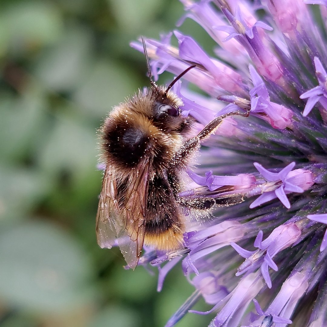 Bumblebee Conservation Trust tweet media