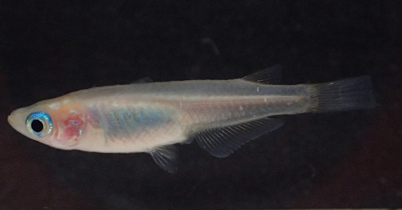 HokkaidoUni's tweet photo. #Medaka #fish that lacked functional #Hmgn2 genes were unable to distinguish between simple shapes, revealing a new function for the regulatory gene.

Read more at the link 👇

#shaperecognition #zoology #genetics #brain #science #research #HokkaidoUniversity #北海道大学