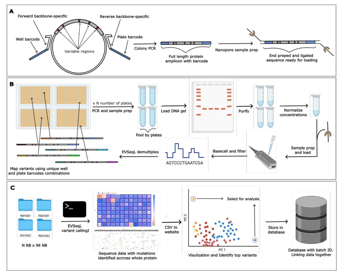 Biology+AI Daily (@biologyaidaily) on Twitter photo LevSeq: Rapid Generation of Sequence-Function Data for Directed Evolution and Machine Learning
🚀Groundbreaking work from the lab of Nobel laureate Frances H. Arnold, a pioneer in the field of directed evolution <a href="/francesarnold/">Frances Arnold</a> 🚀
1. The article introduces LevSeq, a new method LevSeq: Rapid Generation of Sequence-Function Data for Directed Evolution and Machine Learning
🚀Groundbreaking work from the lab of Nobel laureate Frances H. Arnold, a pioneer in the field of directed evolution <a href="/francesarnold/">Frances Arnold</a> 🚀
1. The article introduces LevSeq, a new method