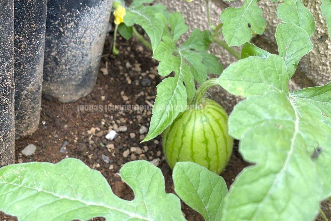 LittleG_LC's tweet image. 【園ですいかが育っています🍉】

リトルガーデン柏の葉では、園内に植えたすいかの種から目が出て花が咲き、ついに実がなりました😮🎵

先生も子どもたちも、「またみんなですいか割りをしたい！」と育つのを楽しみにしています😊

littlegarden-inter.com/blog/kashiwano…