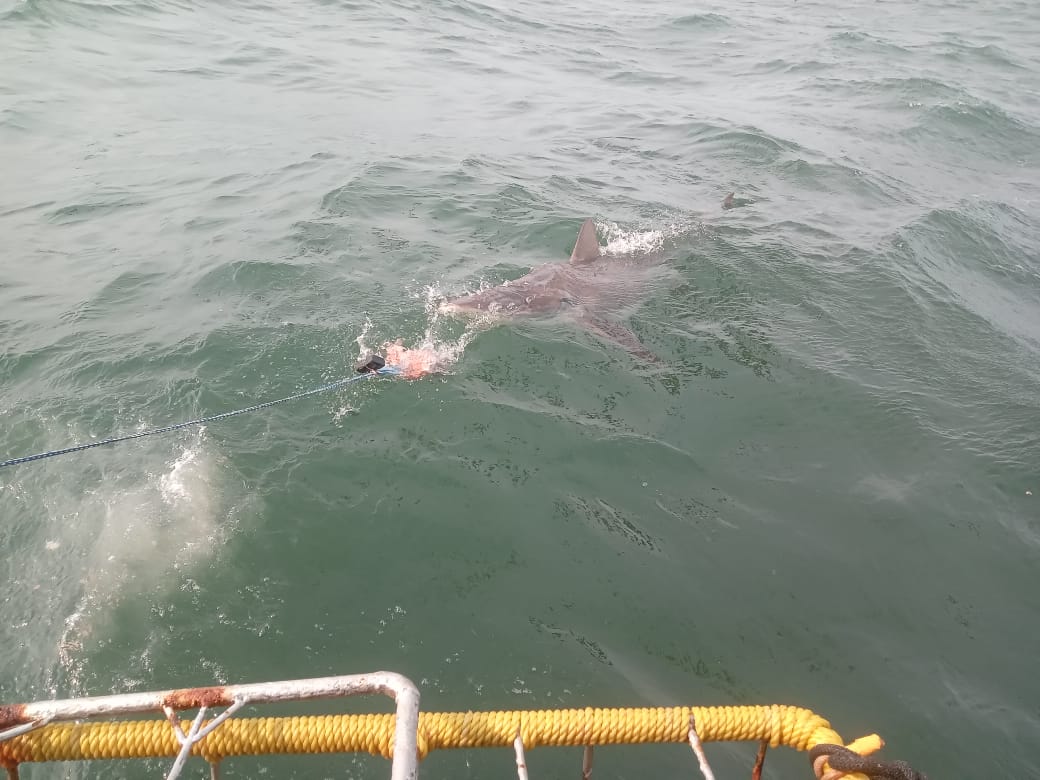 TheSharkladySA's tweet photo. Make memories that you'll not soon forget... 🦈🤿

#SharkladyAdventures #Sharklady
#SharkCageDiving #CageDiving #EcoTour #SharkExperience #EcoTourism #HermanusTourism #Gansbaai #Kleinbaai #Sharks #CageDivingTours https://t.co/wV8ymo10mI