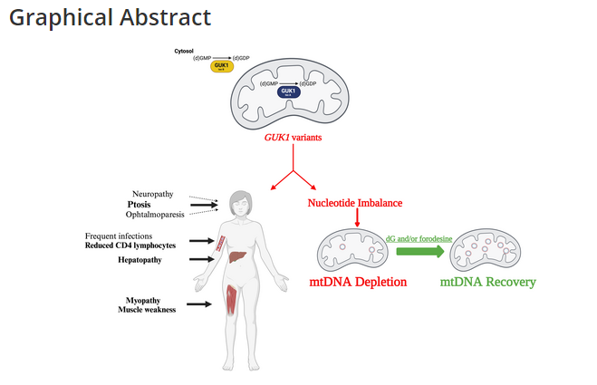 🧬We've recently participated in this work in which GUK1 is identified as the cause of syndromes related to mitochondrial DNA maintainance. 

Guanylate Kinase 1 Deficiency: A Novel and Potentially Treatable Mitochondrial DNA Depletion/Deletions Disease
doi.org/10.1002/ana.27…