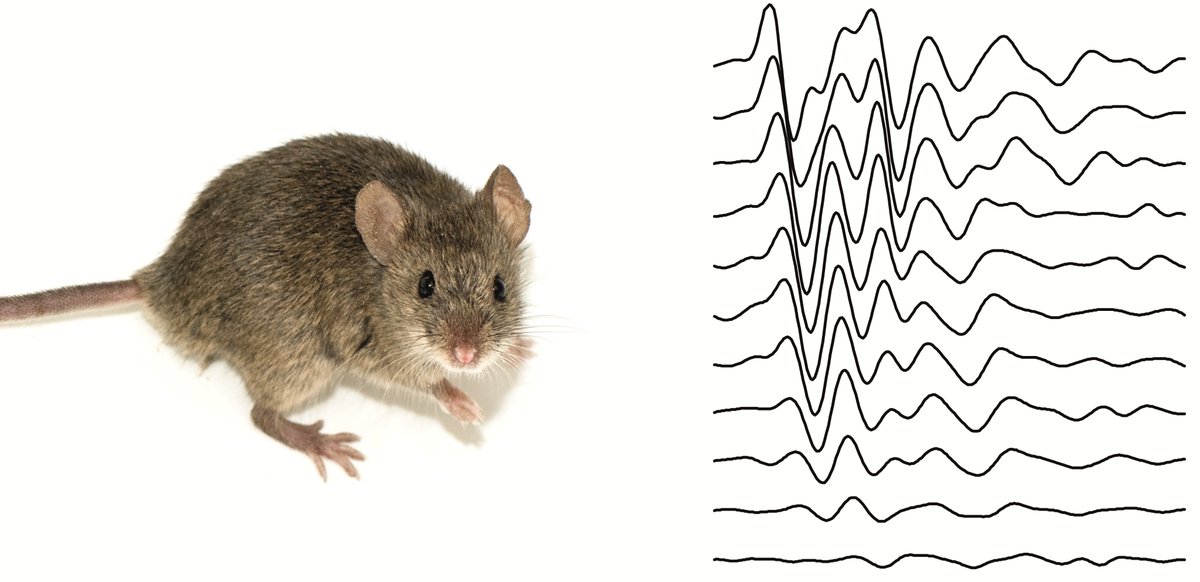 <a href="/ENNI_IIBM_CSIC/">Servicio Enni</a>, <a href="/HearingMadrid/">Neuropathology of Hearing and Myelinopathies Group</a> y <a href="/SEMOC_IIBM/">SEMOC</a> participan en la #SemanacienciaCSIC con la actividad "Investigamos la audición y la pérdida auditiva". El 11/11/2024 en el <a href="/IIBmCSICUAM/">IIBM</a>. !No te la pierdas!
semanadelaciencia.csic.es/actividad/inve…