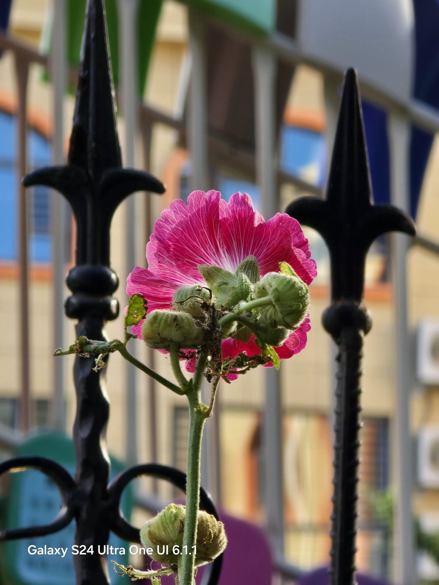 UniverseIce's tweet photo. Camera samples from Galaxy S24 Ultra One 6.1.1. https://t.co/iaLwwVXNKg