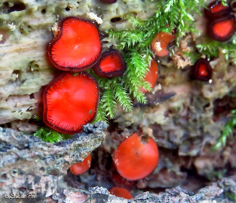 ErikDePay's tweet image. 🍄Vandaag in de  #September_Stemming is de kleur #rood 

#wimperzwam #paddospam