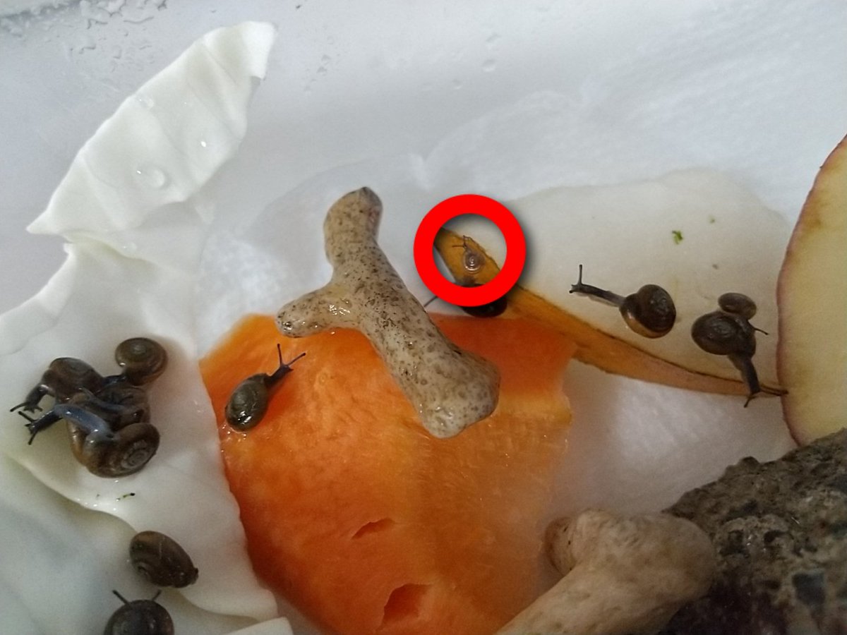 エリンギママ@かたつむり飼育日記 (@Eringi_snail) / Posts / X