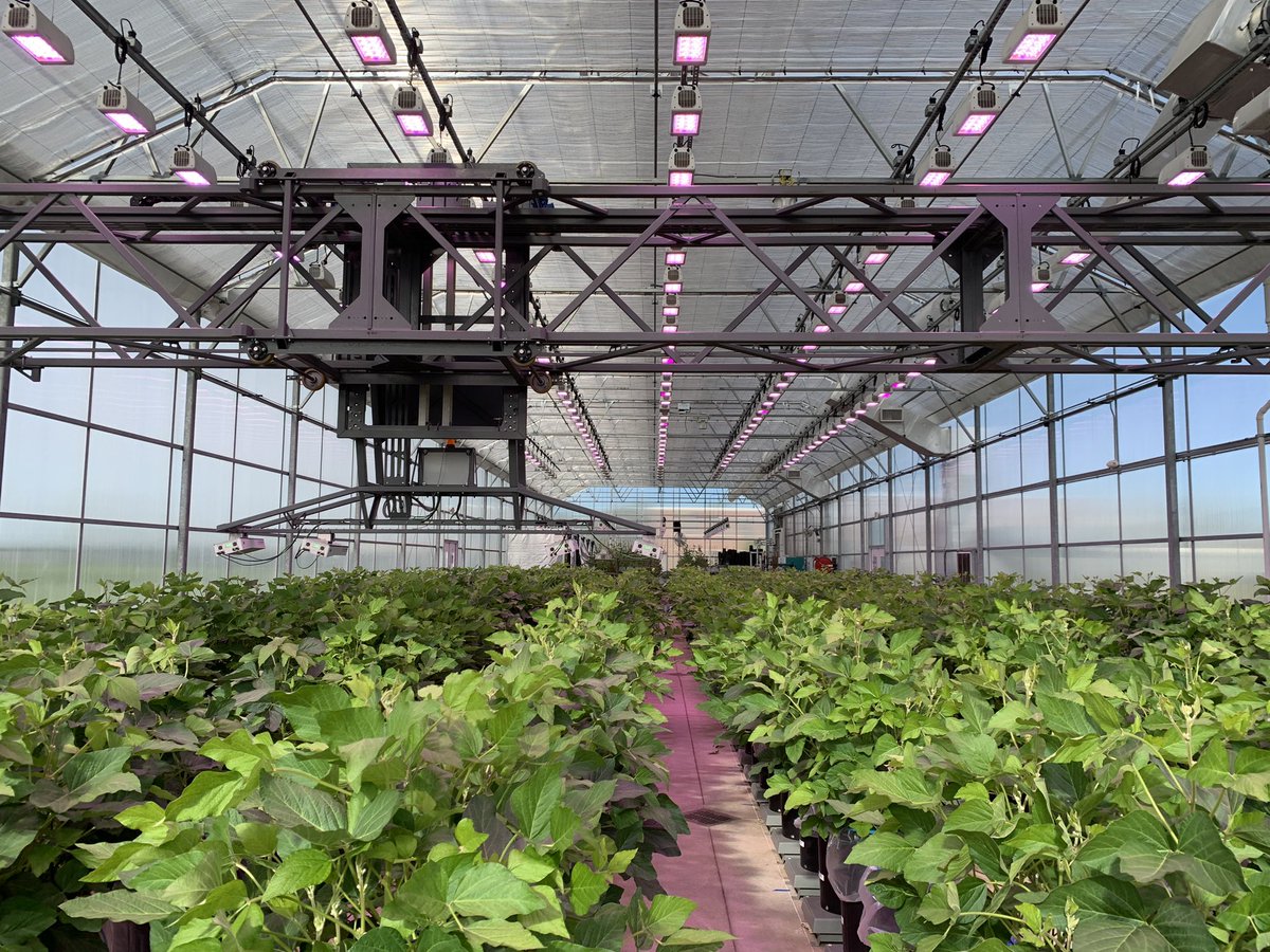 Our Soybean lines are giving a high throughput performance !