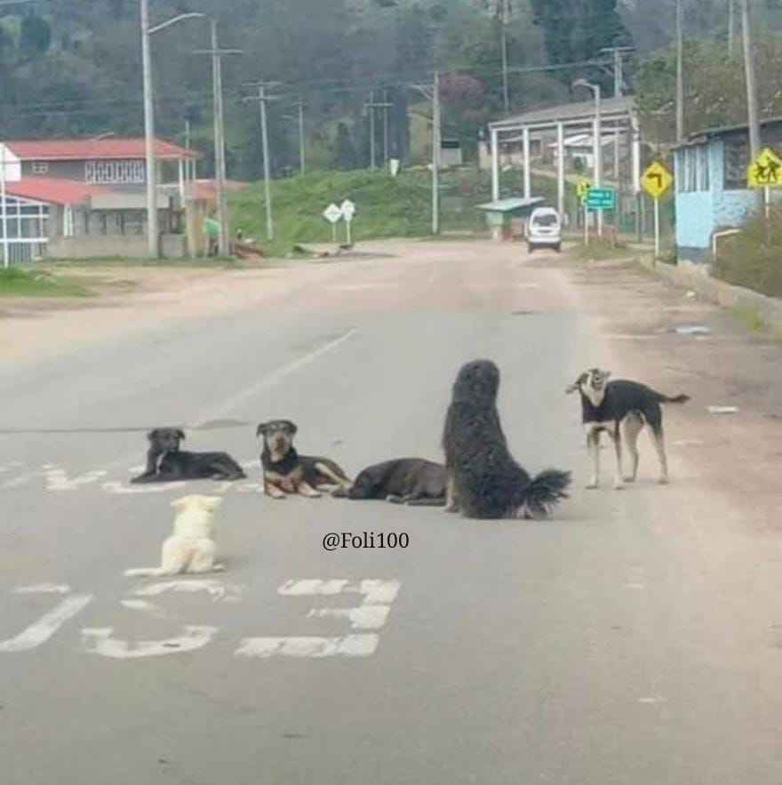 Ahora sí se complicó ésto😱 ASOFIRULAIS se unió al bloqueo!! RESISTENCIA mis perros, toda 🇨🇴 los apoya!💪🏻
#FoliNews🤣