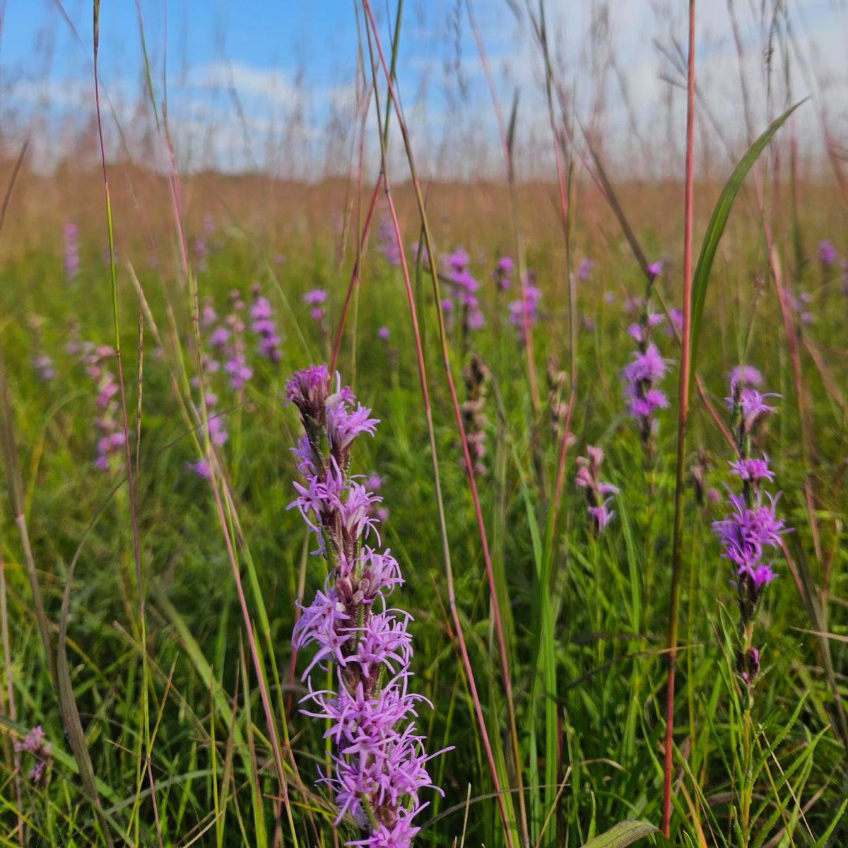 There is still time to enter the 2024 Prairie Art Contest!
Show us your best prairie-inspired drawings, paintings or digital art for the chance to win fun prizes! 
Submit your original artwork by September 14, 2024. See the contest rules and terms at winnipegwildflowerproject.ca