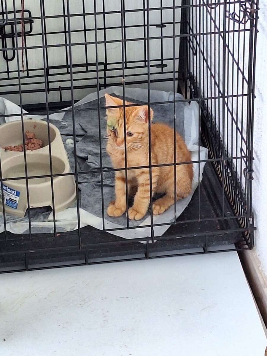 Questo micio ha solo 4 mesi ha perso l'occhietto ora sotto cura ma poi sarà lasciato libero. Ha già sofferto tanto non è tanto coccolone ma imparerà subito cerchiamo una persona amorevole che lo adotti
Si trova in Calabria. Per info Monica 329 3844056

facebook.com/10003859746798…