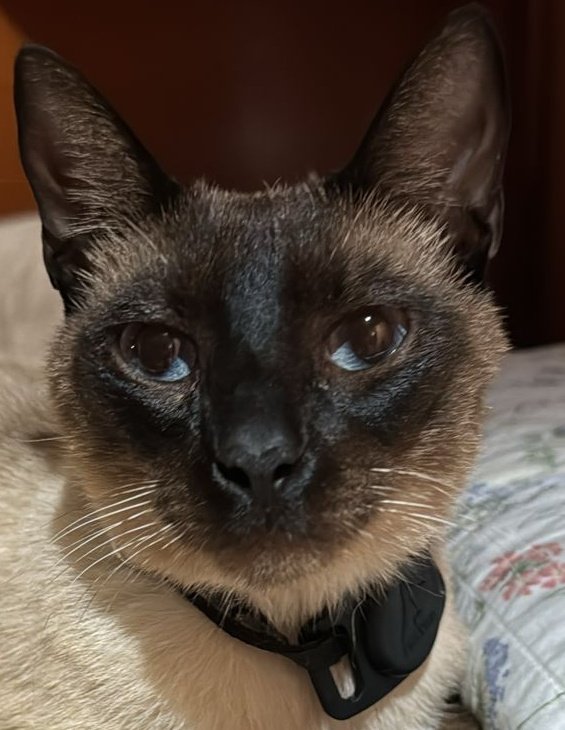 Michito busca a su familia, se lo encontró zona: Santa Luisa de Marillac casi San Vicente de Paul
Barrio Santa Librada

Tiene solo el porta airtag si lo estan  buscando se lo está reteniendo.

Solo se lo va entregar con pruebas de que es su familia RT 🐱😺
