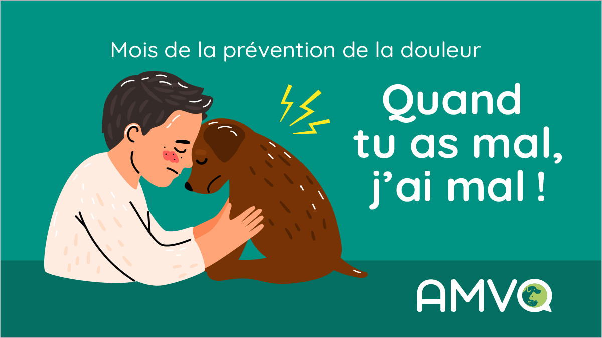 Tous les amoureux des animaux en conviendront, voir souffrir son animal, ça fait mal, surtout lorsqu’on est dans l’incapacité de bien évaluer la source et le degré de cette douleur.

Pour lire le communiqué complet : s3.amazonaws.com/.../Communique…...
#amvq #douleuranimale #animal
