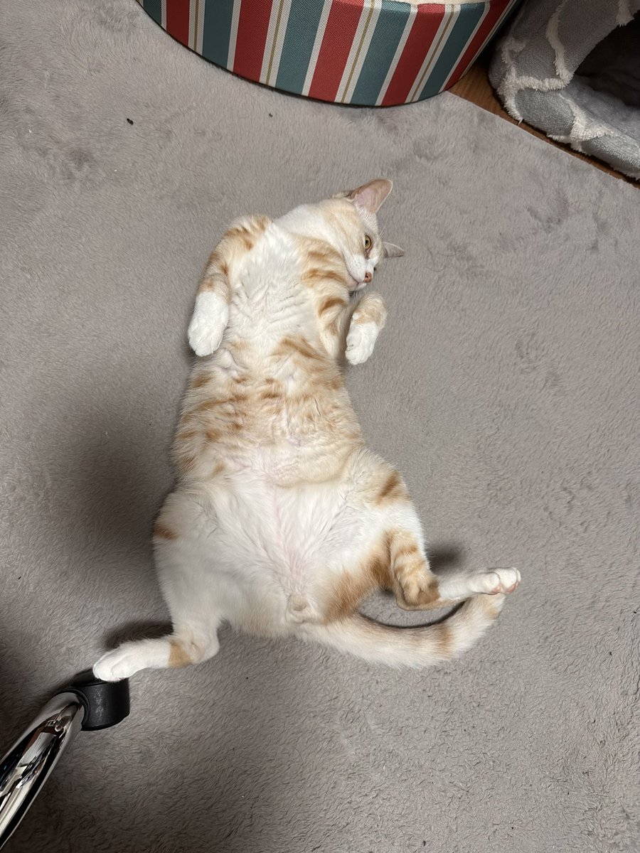catcancute's tweet photo. 今日のヘソ天はなんか芸術点が高いwww

 #猫のいる暮らし𓏲𓎨 https://t.co/Bm489K8iHV