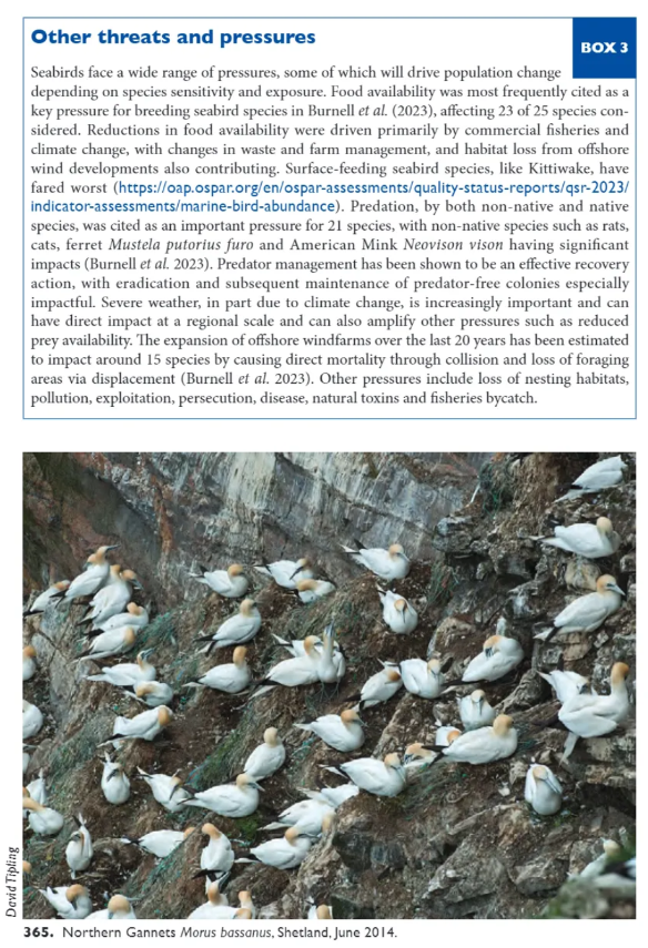 britishbirds's tweet photo. In the September Issue: The status of the UK’s breeding seabirds: an addendum to the fifth Birds of Conservation Concern in the United Kingdom, Channel Islands and Isle of Man and second IUCN Red List assessment of extinction risk for Great Britain https://t.co/iQ6Bh6ZKVd https://t.co/aDiakaDQ7W