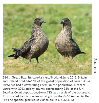 britishbirds's tweet photo. In the September Issue: The status of the UK’s breeding seabirds: an addendum to the fifth Birds of Conservation Concern in the United Kingdom, Channel Islands and Isle of Man and second IUCN Red List assessment of extinction risk for Great Britain https://t.co/iQ6Bh6ZKVd https://t.co/aDiakaDQ7W
