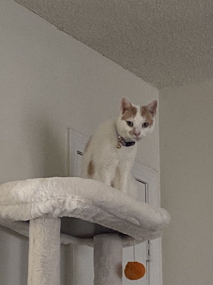 littol_arthur's tweet photo. loveeng the new cattree🤩 so many spowts for being tall and seatedd https://t.co/qA1ttaJEsQ
