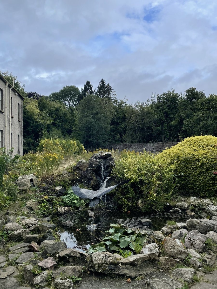 Stephen Timlin (@stephenbtimlin) on Twitter photo Barely snapped a pic of this Grey Heron on <a href="/MaynoothUni/">Maynooth University</a> South Campus this morning before it flew off Barely snapped a pic of this Grey Heron on <a href="/MaynoothUni/">Maynooth University</a> South Campus this morning before it flew off
