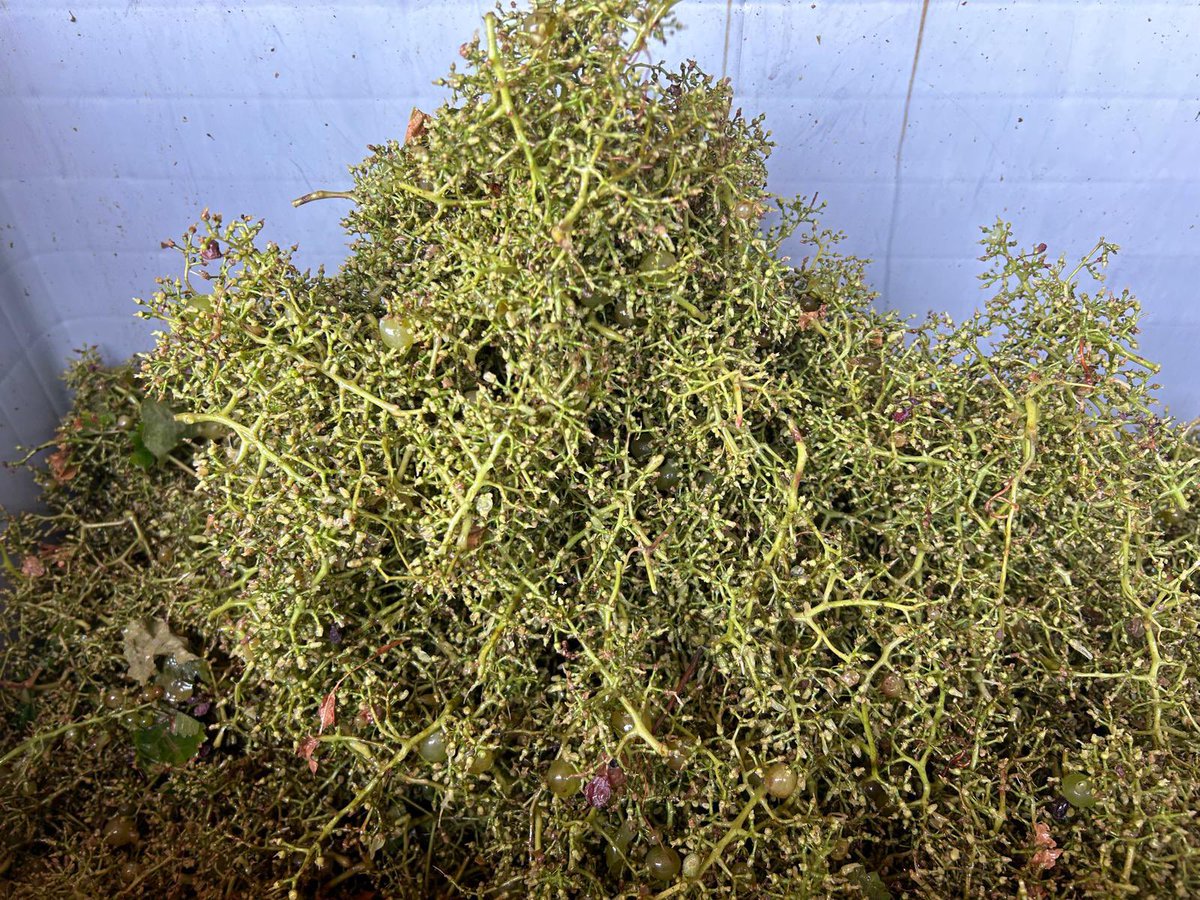 Mas Bertran tweet media