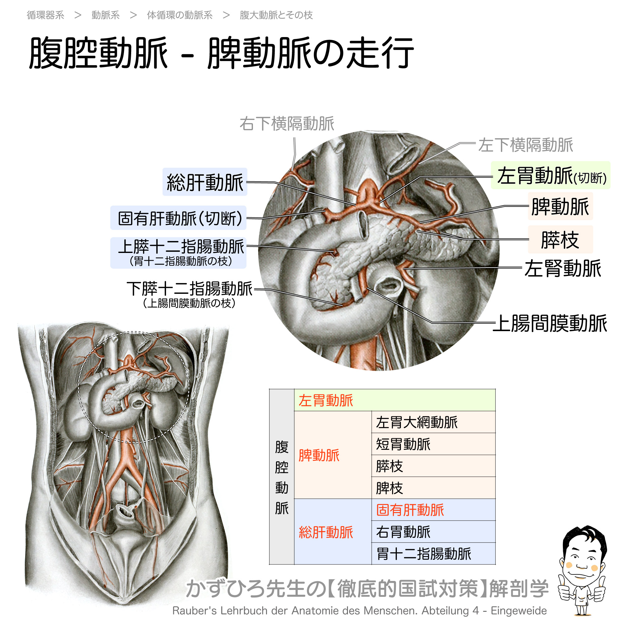 黒澤一弘（かずひろ）解剖学IT教育・指圧師・ラダック on X