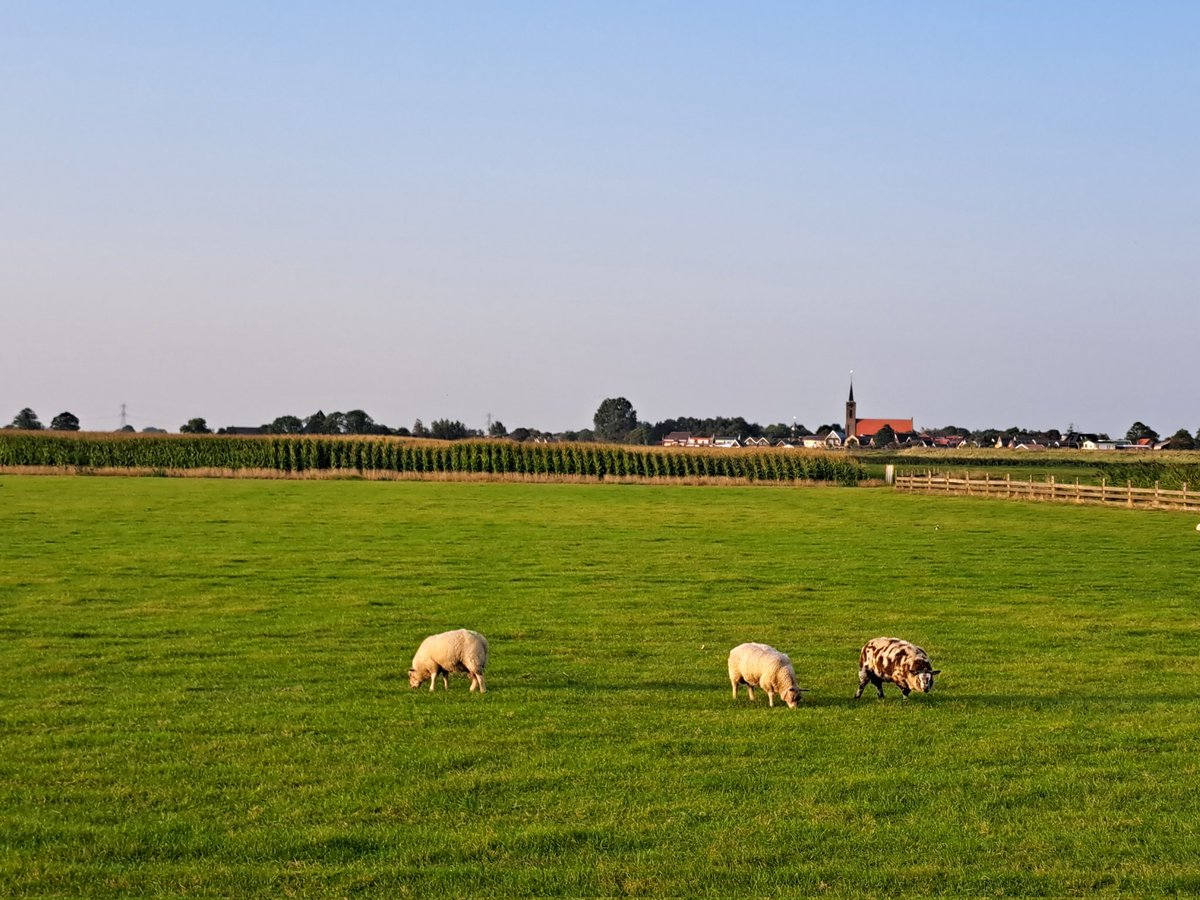 Vanmiddag Maïsdemo veldrassen Agrifirm gecombineerd met het Koeckhoven systeem
#agrifirm #koeckhoven