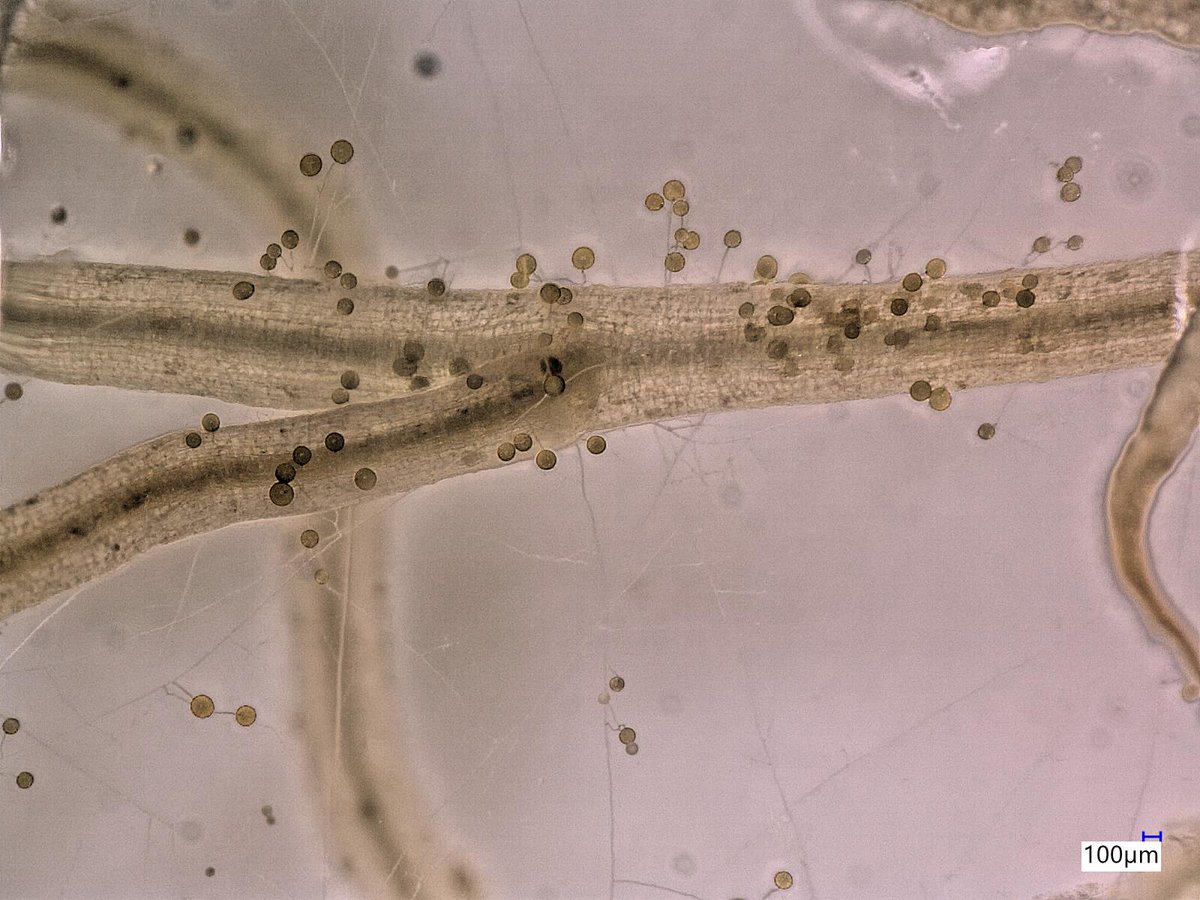 Leonie Luginbuehl (@l_luginbuehl) on Twitter photo Absolutely delighted to share that I have been awarded an #ERCStG! In maxSYMize, we will explore how plants regulate carbon allocation to beneficial mycorrhizal fungi, and whether we can optimize carbon delivery for enhanced symbiotic benefits. @plantsci <a href="/Cambridge_Uni/">Cambridge University</a> Absolutely delighted to share that I have been awarded an #ERCStG! In maxSYMize, we will explore how plants regulate carbon allocation to beneficial mycorrhizal fungi, and whether we can optimize carbon delivery for enhanced symbiotic benefits. @plantsci <a href="/Cambridge_Uni/">Cambridge University</a>