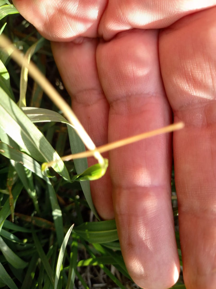 Aleferretti tweet media