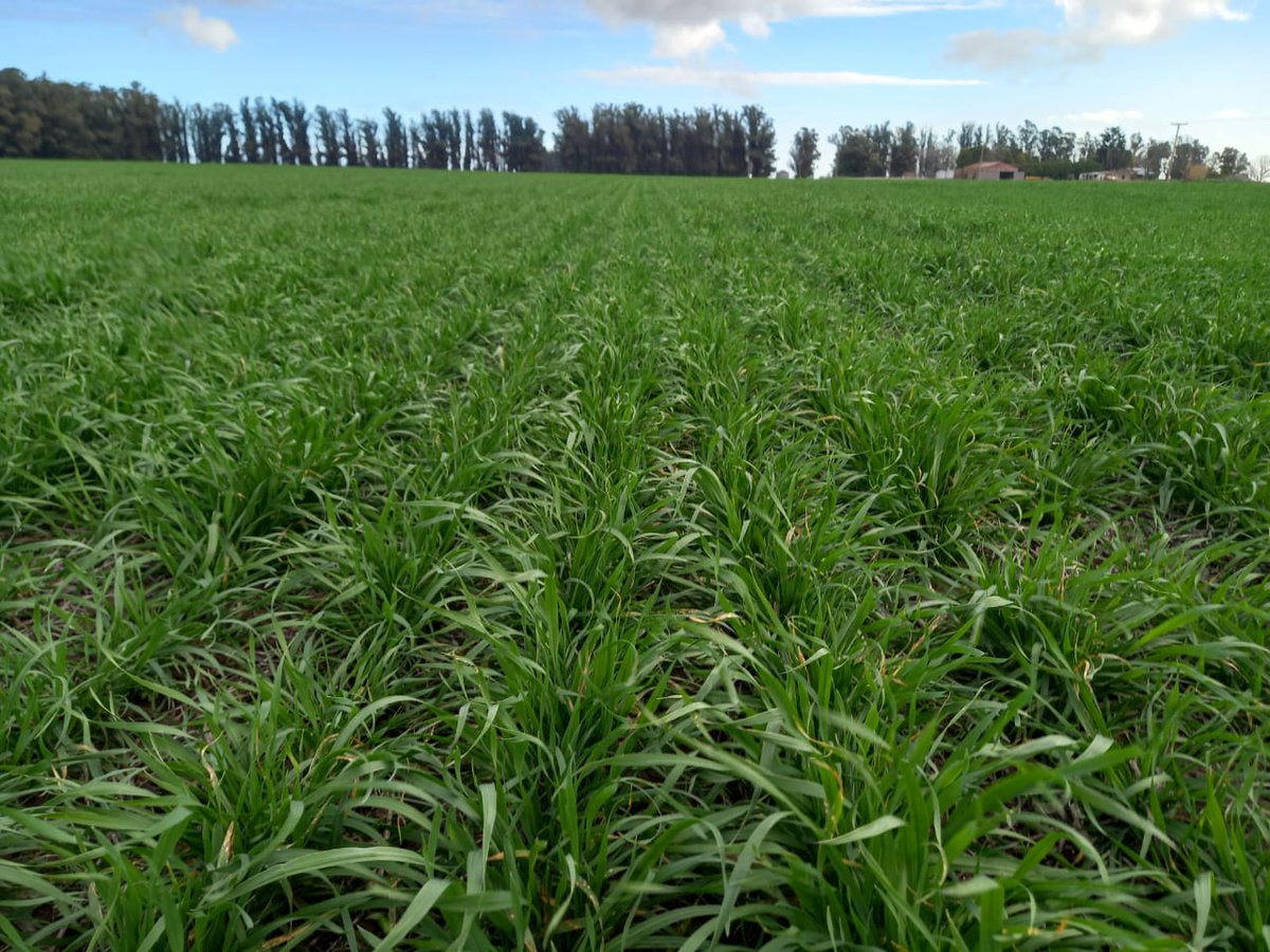 Aleferretti tweet media