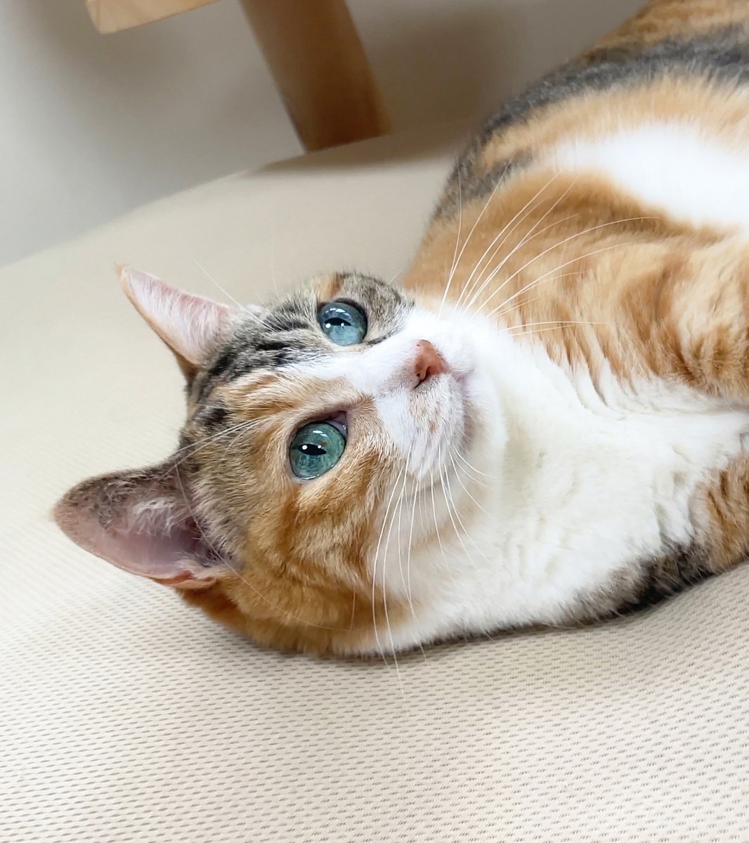 テディ猫ちゃんNo.1039 テディ猫ちゃんNo.1039