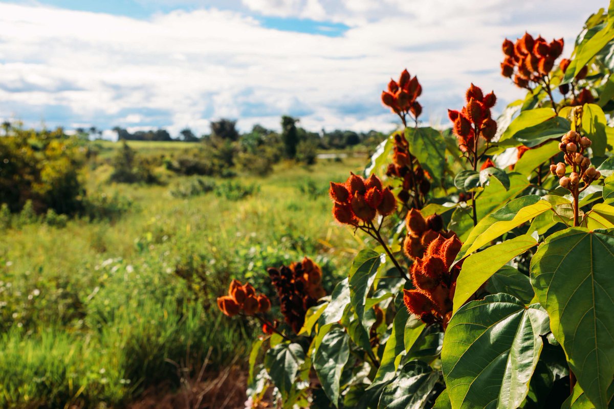 Grantham Institute Imperial (@grantham_ic) on Twitter photo In a new blog, PhD researchers Ben Parker & <a href="/R_PrestonAllen/">Rhys Preston-Allen</a> discuss the risks and opportunities of biodiversity credits to counter the biodiversity crisis and the importance of high-integrity, inclusivity, and support to ensure their success β»οΈπ³π°
β ow.ly/Vjr850TcvyI In a new blog, PhD researchers Ben Parker & <a href="/R_PrestonAllen/">Rhys Preston-Allen</a> discuss the risks and opportunities of biodiversity credits to counter the biodiversity crisis and the importance of high-integrity, inclusivity, and support to ensure their success β»οΈπ³π°
β ow.ly/Vjr850TcvyI