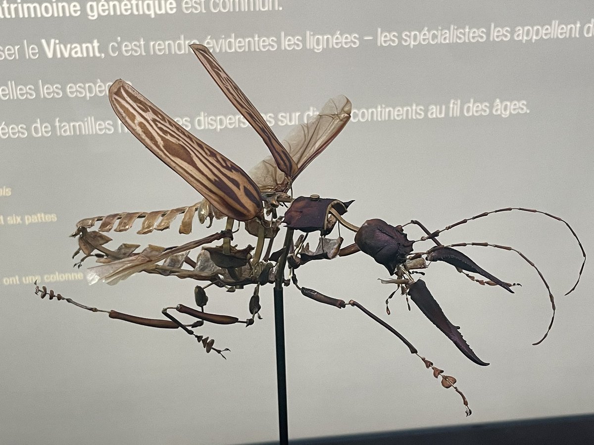 flygirlNHM's tweet image. The disarticulated exoskeleton of a Cerambycidae - Macrodotia cervicornis aka the sabertooth longhorn beetle

Gorgeous way of display beetles - highlighting how they would be on flight (just slightly larger than life for emphasis)

#MuseumNerdsAbroad @museumtoulouse @JackDAshby