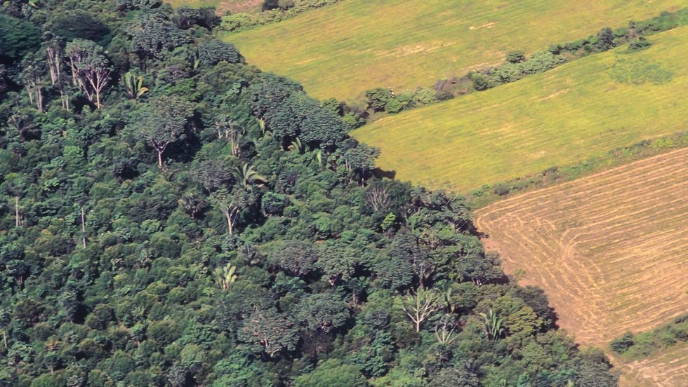 Welche Folgen hat die EU-Verordnung zu entwaldungsfreien Produkten (#EUDR) für deutsche Erzeuger von Soja, Rind und Holz?
Wie können Landwirtinnen und Landwirte sich vorbereiten und was müssen sie konkret tun?

Hier informieren wir Sie! 
➡ fcld.ly/jita5g1
#Landwirtschaft