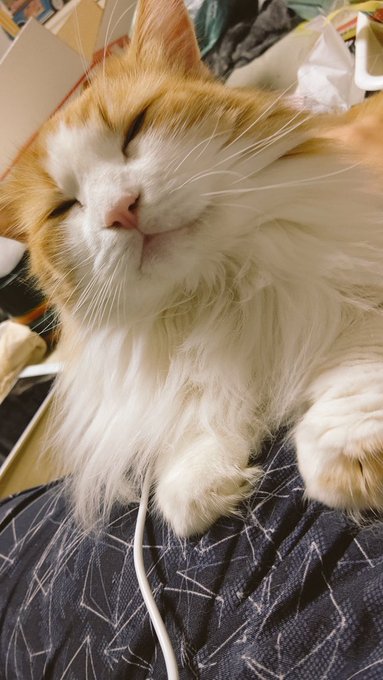 きみはぬこのなかで1番でかいくせに
1番のだっこぬこだなあ…
可哀想にニンゲン以外の人間にはだっこされてもはみ出してしまうんだよな… 