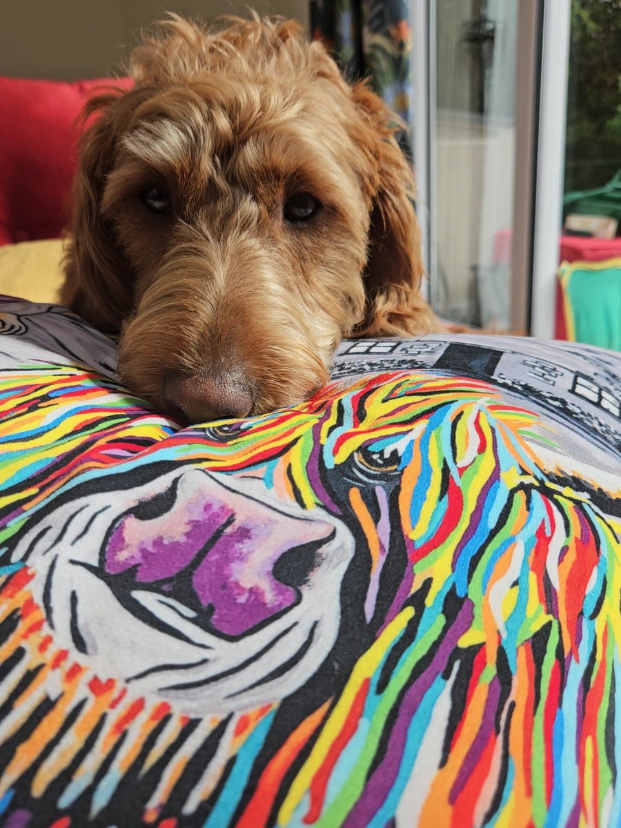ToalyD's tweet image. .. @stevenbrownART my labradoodle, Jasper, loves a chilled out morning lying on a McCoo cushion.. #McCoo #Lazymorning