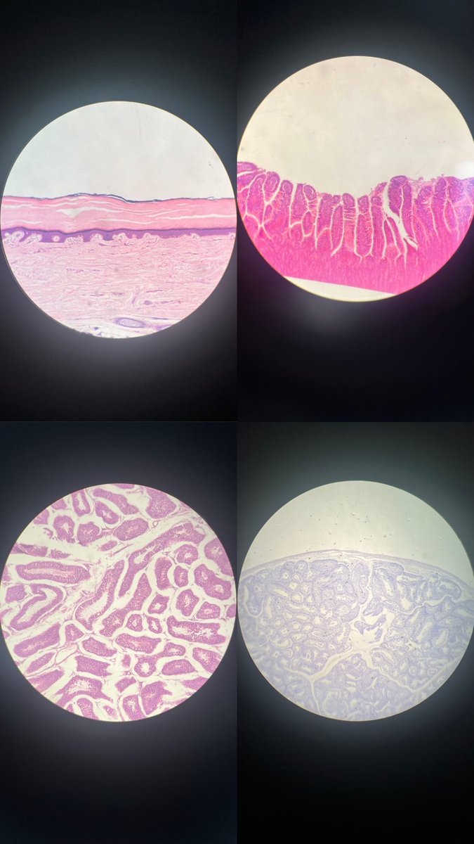 Labbluea's tweet image. أمتع عملي 🤩