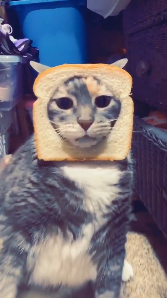 DegenSual's tweet photo. Since the new millennium rolled in, platforms like #TikTok have been swamped with cat memes. 
Folks can't stop dropping cat meme vids; they're totally hooked. 
I'm super bullish on cat memes in crypto, dude. 
This bull run? It's gonna be the cat's era, for sure.
$Inbred cat meme is my jam, man. 
It kicked off back in 2011 and it's been a hit for 13 years now. 
It's all over TikTok too, super funny and easy to meme. 
I'm calling it, this has all the makings of blowing up into a Billions cat memecoin.

Ca：EjzzyCSiLqjFDprpZj8e1zjXmcTG5HPGFRSEoWcJWHh9